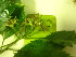  ( - TJD-575)  @11 [ ] CreativeCommons - Attribution Non-Commercial (2013) MTMG McGill University Herbarium