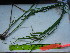  ( - TJD-583)  @11 [ ] CreativeCommons - Attribution Non-Commercial (2013) MTMG McGill University Herbarium