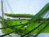  ( - TJD-583)  @11 [ ] CreativeCommons - Attribution Non-Commercial (2013) MTMG McGill University Herbarium