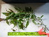  (Salix daphnoides - TJD-584)  @11 [ ] CreativeCommons - Attribution Non-Commercial (2013) MTMG McGill University Herbarium