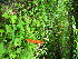  ( - TJD-585)  @11 [ ] CreativeCommons - Attribution Non-Commercial (2013) MTMG McGill University Herbarium