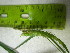  ( - TJD-585)  @11 [ ] CreativeCommons - Attribution Non-Commercial (2013) MTMG McGill University Herbarium