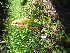  ( - TJD-588)  @11 [ ] CreativeCommons - Attribution Non-Commercial (2013) MTMG McGill University Herbarium