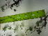  ( - TJD-588)  @11 [ ] CreativeCommons - Attribution Non-Commercial (2013) MTMG McGill University Herbarium