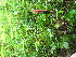  ( - TJD-598)  @11 [ ] CreativeCommons - Attribution Non-Commercial (2013) MTMG McGill University Herbarium