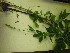  ( - TJD-608)  @11 [ ] CreativeCommons - Attribution Non-Commercial (2013) MTMG McGill University Herbarium