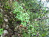  ( - TJD-610)  @11 [ ] CreativeCommons - Attribution Non-Commercial (2013) MTMG McGill University Herbarium