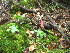  ( - TJD-615)  @11 [ ] CreativeCommons - Attribution Non-Commercial (2013) MTMG McGill University Herbarium