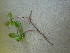  ( - TJD-619)  @11 [ ] CreativeCommons - Attribution Non-Commercial (2013) MTMG McGill University Herbarium