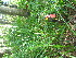  ( - TJD-630)  @11 [ ] CreativeCommons - Attribution Non-Commercial (2013) MTMG McGill University Herbarium