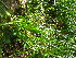  ( - TJD-635)  @11 [ ] CreativeCommons - Attribution Non-Commercial (2013) MTMG McGill University Herbarium