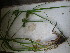  ( - TJD-635)  @11 [ ] CreativeCommons - Attribution Non-Commercial (2013) MTMG McGill University Herbarium