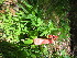  (Ranunculus pensylvanicus - TJD-639)  @11 [ ] CreativeCommons - Attribution Non-Commercial (2013) MTMG McGill University Herbarium