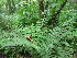  ( - TJD-643)  @11 [ ] CreativeCommons - Attribution Non-Commercial (2013) MTMG McGill University Herbarium