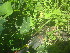  ( - TJD-652)  @11 [ ] CreativeCommons - Attribution Non-Commercial (2013) MTMG McGill University Herbarium