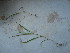  ( - TJD-652)  @11 [ ] CreativeCommons - Attribution Non-Commercial (2013) MTMG McGill University Herbarium