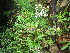  (Epilobium leptophyllum - TJD-653)  @11 [ ] CreativeCommons - Attribution Non-Commercial (2013) MTMG McGill University Herbarium