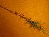  ( - TJD-653)  @11 [ ] CreativeCommons - Attribution Non-Commercial (2013) MTMG McGill University Herbarium