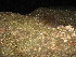  ( - FML-Ver000045)  @11 [ ] No Rights Reserved (2016) Ignacio Ferro Fundación Migel Lillo