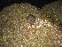  ( - FML-Ver000045)  @11 [ ] No Rights Reserved (2016) Ignacio Ferro Fundación Migel Lillo