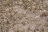  ( - FML-Ver000165-CSA-2102)  @11 [ ] nrr (2085) Cristian S. Abdala UEL-Lillo