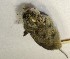  (Phyllotis caprinus - FML-Ver000076)  @11 [ ] No Rights Reserved (2016) Eduardo Martín Fundación Migel Lillo