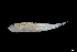  (Microgobius microlepis - MICRO1)  @11 [ ] CreativeCommons - Attribution Share-Alike (2023) Unspecified El Colegio de la Frontera Sur, Unidad Chetumal