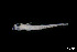  ( - CH843-E02)  @11 [ ] Creative Commons (2145) El Colegio de la Frontera Sur El Colegio de la Frontera Sur