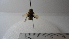  (Pachodynerus sp. 1HMC - Vesp-0106)  @13 [ ] Copyright  Unspecified Unspecified