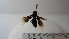  (Parachartergus sp. 1HMC - Vesp-0116)  @13 [ ] Copyright  Unspecified Unspecified