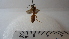  ( - Vesp-0190)  @11 [ ] Copyright  Unspecified Unspecified