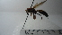  (Polistes sp. 1HMC - Vesp-0194)  @11 [ ] Copyright  Unspecified Unspecified