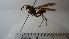  ( - Vesp-0211)  @11 [ ] Copyright  Unspecified Unspecified