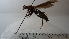  (Polistes sp. 5HMC - Vesp-0238)  @11 [ ] Copyright  Unspecified Unspecified