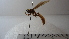  (Apoica sp. 1HMC - Vesp-0264)  @11 [ ] Copyright  Unspecified Unspecified