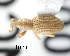  ( - CNCCOLVG00004093)  @14 [ ] Copyright (2012) Vasily Grebennikov CFIA