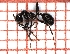  ( - LPC18-002-a)  @13 [ ] Laboratory of Social and Myrmecophilous Insects (2019) Casacci, Luca Pietro Polish Academy of Science, Museum and Institute of Zoology