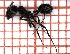  ( - LPC18-002-b)  @13 [ ] Laboratory of Social and Myrmecophilous Insects (2019) Casacci, Luca Pietro Polish Academy of Science, Museum and Institute of Zoology