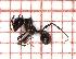  ( - LPC18-004-b)  @13 [ ] Laboratory of Social and Myrmecophilous Insects (2019) Casacci, Luca Pietro Polish Academy of Science, Museum and Institute of Zoology