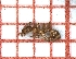  ( - LPC18-006-b)  @13 [ ] Laboratory of Social and Myrmecophilous Insects (2019) Casacci, Luca Pietro Polish Academy of Science, Museum and Institute of Zoology