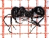  ( - LPC18-019-a)  @12 [ ] Laboratory of Social and Myrmecophilous Insects (2019) Casacci, Luca Pietro Polish Academy of Science, Museum and Institute of Zoology