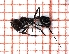  ( - LPC18-019-b)  @12 [ ] Laboratory of Social and Myrmecophilous Insects (2019) Casacci, Luca Pietro Polish Academy of Science, Museum and Institute of Zoology