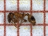  ( - LPC18-043-b)  @12 [ ] Laboratory of Social and Myrmecophilous Insects (2019) Casacci, Luca Pietro Polish Academy of Science, Museum and Institute of Zoology