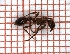 ( - LPC18-065-4)  @11 [ ] Laboratory of Social and Myrmecophilous Insects (2019) Casacci, Luca Pietro Polish Academy of Science, Museum and Institute of Zoology