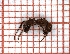  ( - LPC18-066-a)  @11 [ ] Laboratory of Social and Myrmecophilous Insects (2019) Casacci, Luca Pietro Polish Academy of Science, Museum and Institute of Zoology