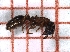  ( - LPC18-069-b)  @12 [ ] Laboratory of Social and Myrmecophilous Insects (2019) Casacci, Luca Pietro Polish Academy of Science, Museum and Institute of Zoology