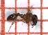  ( - LPC18-091-a)  @12 [ ] Laboratory of Social and Myrmecophilous Insects (2019) Casacci, Luca Pietro Polish Academy of Science, Museum and Institute of Zoology