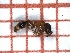  ( - LPC18-094-b)  @12 [ ] Laboratory of Social and Myrmecophilous Insects (2019) Casacci, Luca Pietro Polish Academy of Science, Museum and Institute of Zoology
