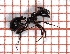  (Messor wasmanni - LPC18-100-a)  @11 [ ] Laboratory of Social and Myrmecophilous Insects (2019) Casacci, Luca Pietro Polish Academy of Science, Museum and Institute of Zoology