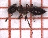  (Crematogaster auberti - LPC19-111-1)  @11 [ ] Laboratory of Zoology (2020) Casacci, Luca Pietro Department of Life Sciences and Systems Biology, University of Turin